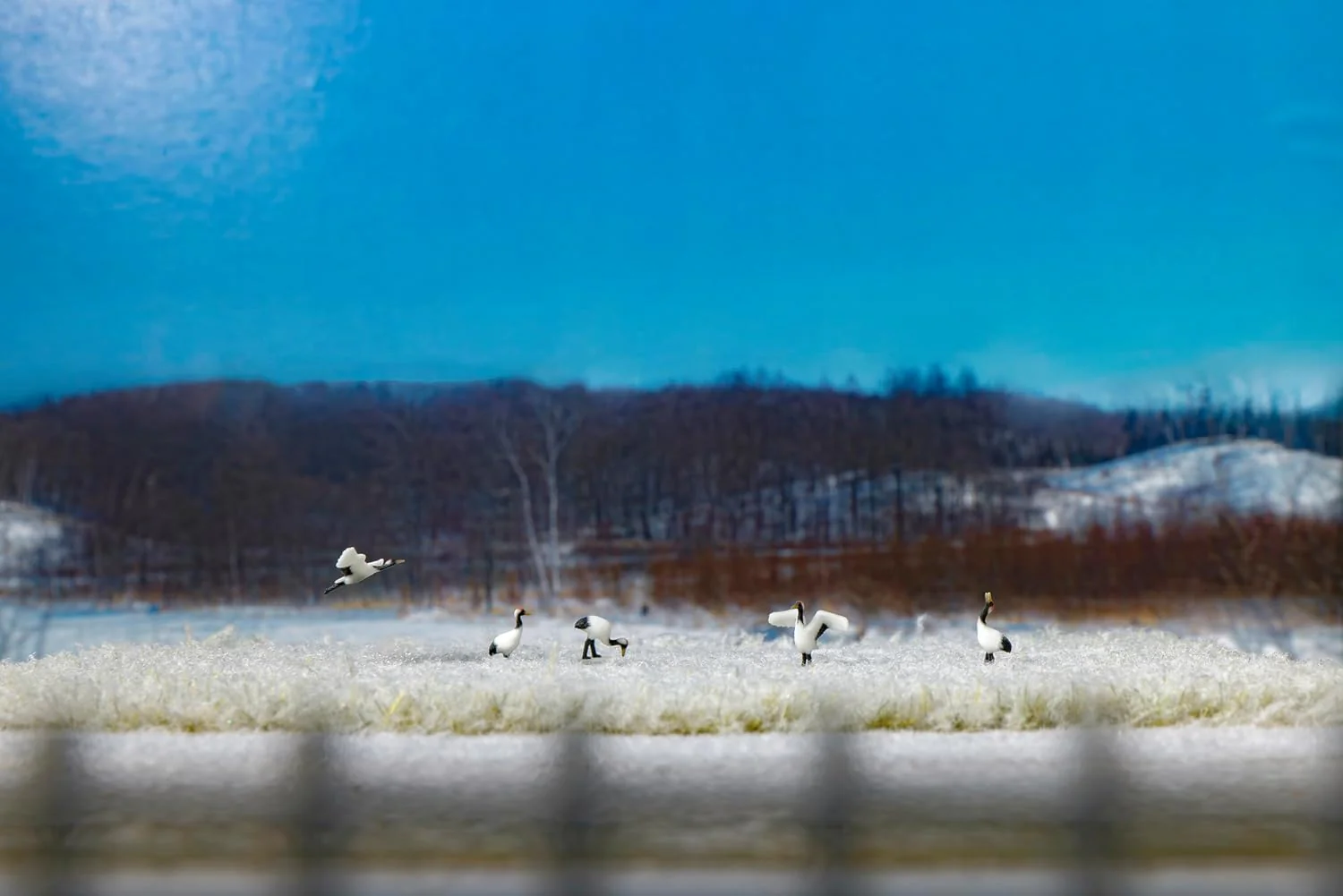KATO 24-712 1/150 Red-Crowned Cranes - Image 2